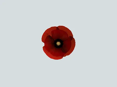 3d Poppy (Flowers, №3) 3d blender flower illustration poppy retouch succulent top top view