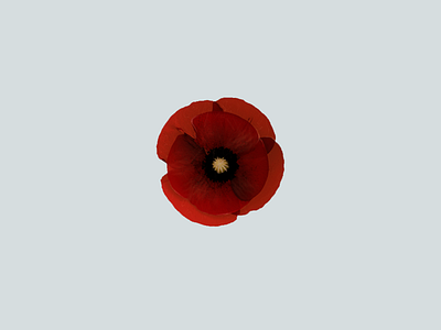 3d Poppy (Flowers, №3) 3d blender flower illustration poppy retouch succulent top top view