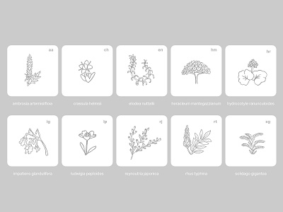 Pollen | Botanical Illustrations app icon illustration