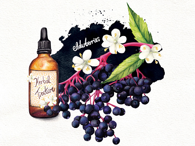 Food Illustration Herbal Medicine elderberries food illustration healthy living herbal medicine lifestyle illustration