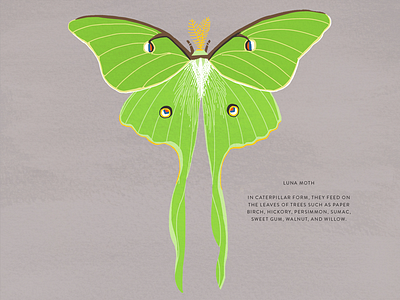 Luna Moth illustration insect luna moth moth nature