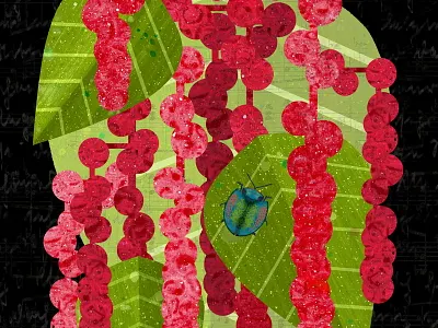 Amaranthus caudatus beetle flowers illustration pink plants south american