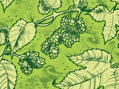 Hops beer botanical hops illustration packaging