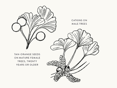 Gingko drawing gingko illustration leaves tree