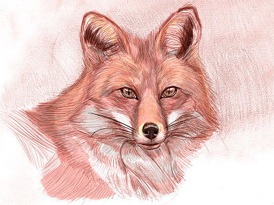 Foxy illustration