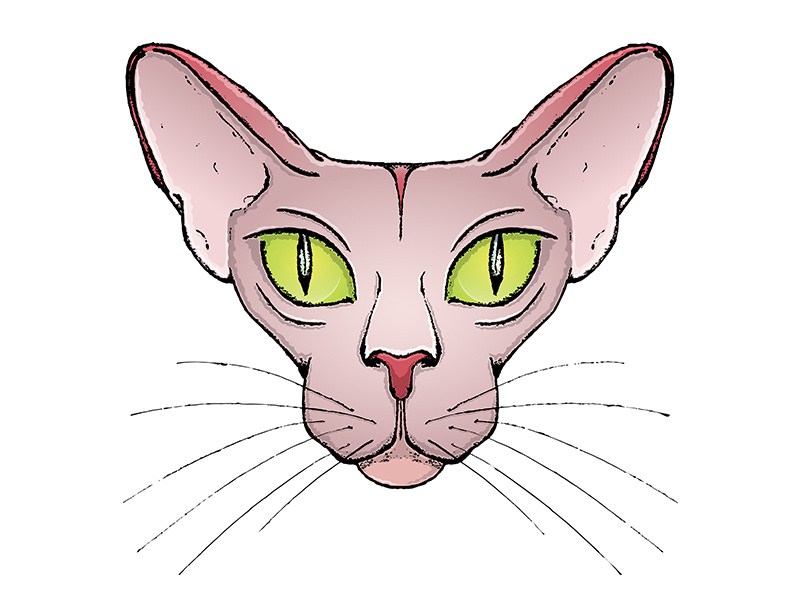 Sphinx Sticker animal cartoon cartoon illustration cat character design circle eyes illustration pink sphinx vector vector animal