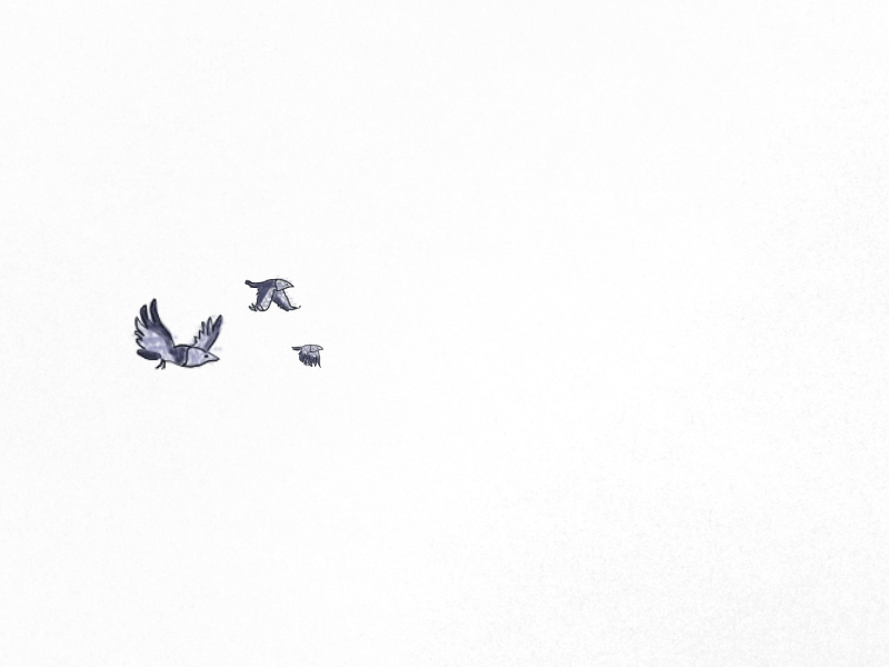 Birds 2d animation birds blue flying frame photoshop