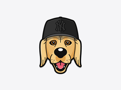 'Blue', our Golden Retriever dog flat golden retriever yankees