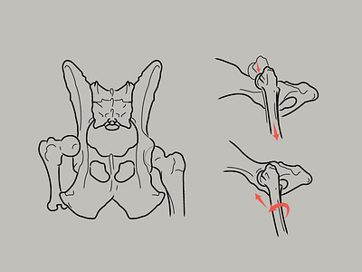 Anatomy anatomy dog illustration medical