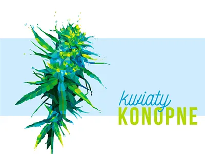 Kwiaty konopne / Hemp flowers cannabis sativa flower hemp illustration vectors