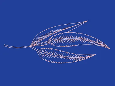 Eucalyptus Etching botanical etching eucalyptus foliage leaf woodcut