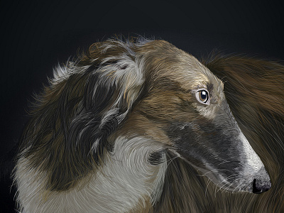 Borzoi Profile illustration