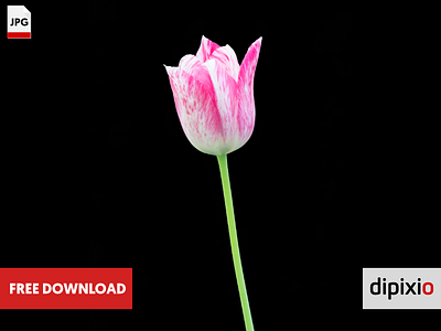 Free photo of flower isolated flower free freebie photo