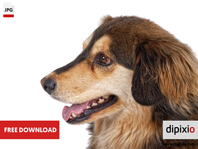 Free photo of dog head dog free freebie photo