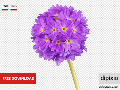 Violet cowslip flower flower free freebie photo