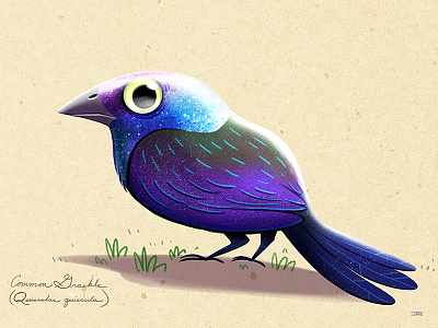 Common Grackle bird common grackle grackle illustration photoshop