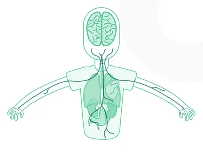Sensie Science Illustrations body brain illustration nerves organs sensie
