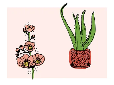 Desert Cuties aloe desert flower illustration sketch succulent