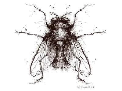 Diptera diptera drawing fly illustration insect pencil photoshop