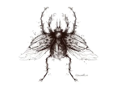 Insect beetle bug drawing illustration insect pencil