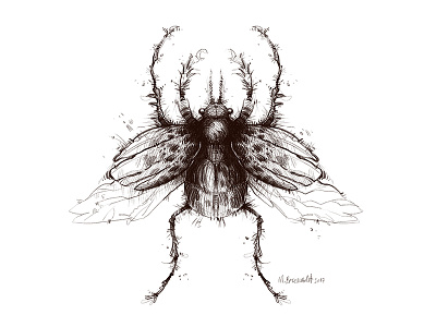 Insect beetle bug drawing illustration insect pencil