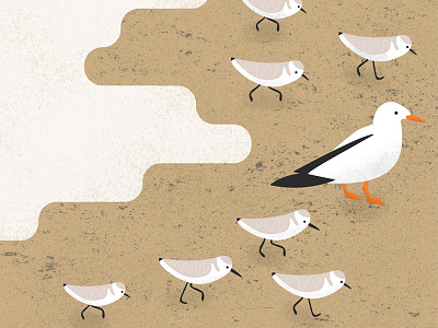 Seabirds Running from the Sea illustration ocean sand sandpipers seabirds seagull