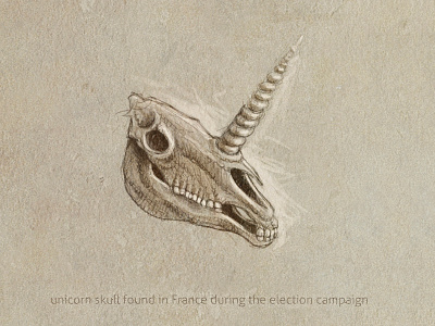 Unicorn skull sketch skull unicorn