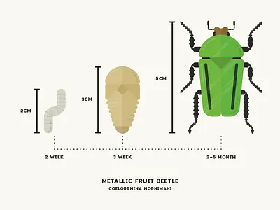 Metallic Fruit Beetle Infographic animal beetle bug diagram illustration infographic insect nature simple stats vector wildlife