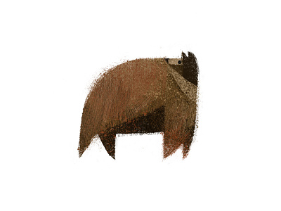 bear animals bear forest texture