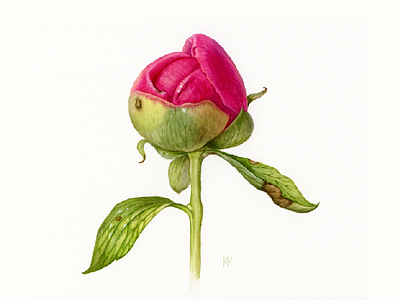 Peony botanical art illustration peony watercolor