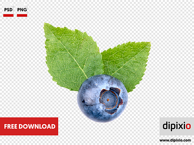 Blueberry with leafs free freebie photo