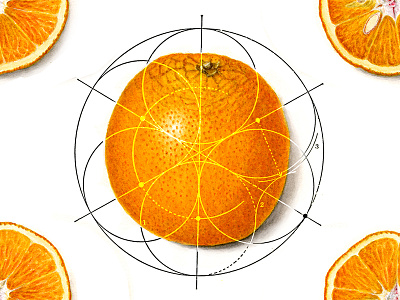 Orange & Form citrus form found fruit geometry illustration orange vitamin