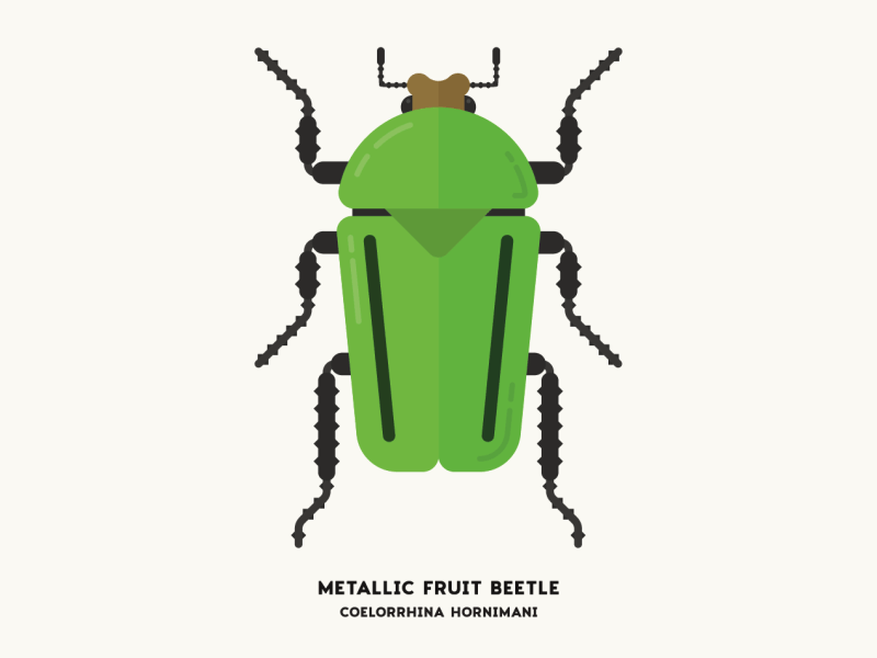 Metallic Fruit Beetle animal animation beetle bug diagram gif illustration infographic insect motion nature vector