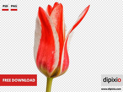 Red white tulip free freebie photo