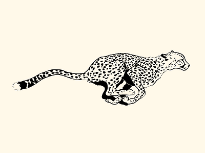 Cheetah illustration