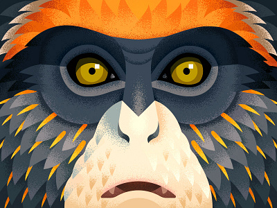 De Brazza's Monkey anano animal close up cute debrazza face geometric grumpy monkey texture