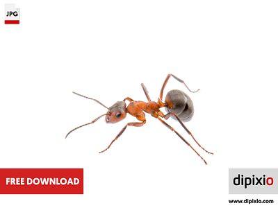 Brown ant free freebie photo