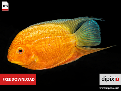 Cichlid fish (Heros sp.) free freebie photo