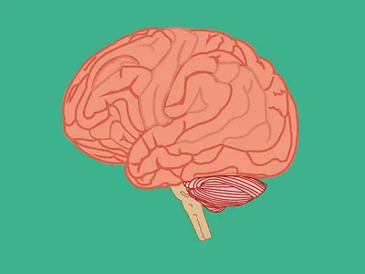 Brains anatomy organ