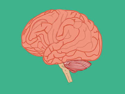 Brains anatomy organ