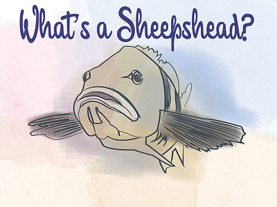 What's a Sheepshead? fish illustration watercolor