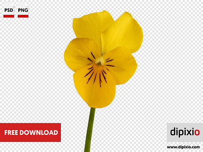 Yellow pansy free freebie photo