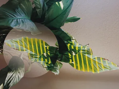 InScene 2 abstract botanical botany geometric geometry photography plant