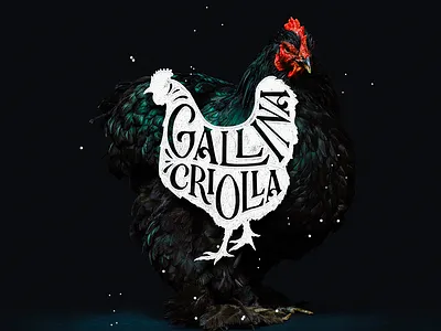 Gallina Criolla criolla dribbble gallina