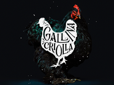 Gallina Criolla criolla dribbble gallina