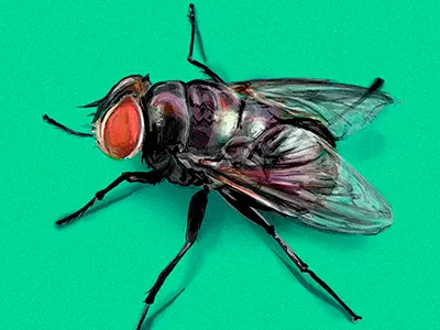 fly arthropodos fly hiperrealism illustration insect realism scientific