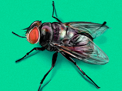 fly arthropodos fly hiperrealism illustration insect realism scientific