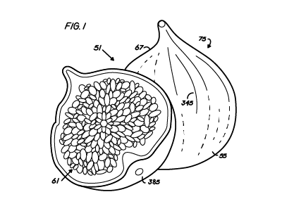 FIG. 1 of a Fig fig figure funny