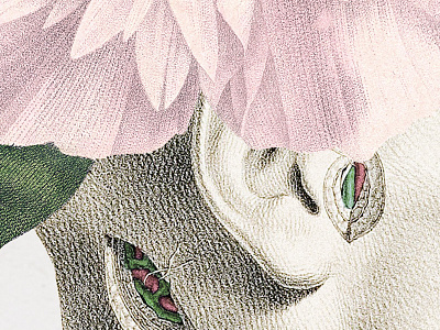 Outleap 2 anatomy botany collage flower head strng vintage