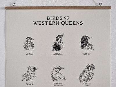Birds of Western Queens Wall Chart birding birds birdwatching drawing illustration new york new york city nyc ornithology queens